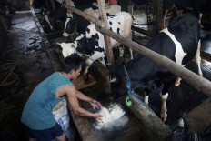 Workers feed cows made from tofu dregs as concentrate at the OmarGaza Ranch cattle farm (Monday, March 1, 2021). OmarGaza Ranch cattle farm has two types of cattle, namely dairy cattle and beef cattle. 