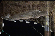 Beluga whale that strayed into River Seine euthanised during rescue