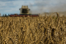 A combine harvests wheat in a field near the village of Zghurivka, amid Russia's attack on Ukraine, in Kyiv region, Ukraine, on Aug. 9.