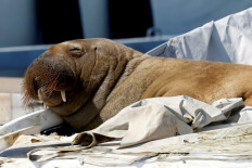 Walrus that attracted crowds in Oslo fjord euthanised: officials 