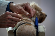 Furry patient:  A dog receives acupuncture treatment at an animal clinic in Beijing, on April 12.