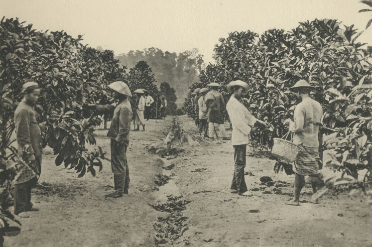 Workers harvesting crops in a Dutch East Indies&rsquo; plantation.