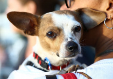 Special bond: Pictured is a dog and its owner during Time Inc.'s PetHero Pet Party to benefit animals impacted by hurricanes at Brookfield Place on Sept. 28, 2017 in New York, the United States.