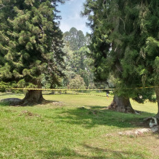 Yellow lines mark restricted areas for risk of falling old trees at the Cibodas Botanical Gardens in Cianjur, West Java, on Aug. 29, 2022.