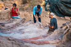 Huge discovery: Paleontologists work on the extraction of part of the fossilized skeleton of a large sauropod dinosaur at the Monte Agudo paleontological site in Pombal, central Portugal, in this undated handout photograph released on Monday by the Instituto Dom Luiz (Faculty of Sciences of the University of Lisbon).
