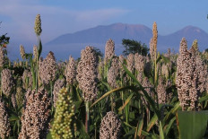 Analysis: Govt to develop sorghum amid global wheat scarcity