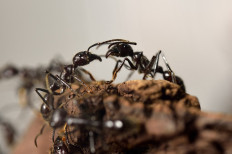 How many ants are on Earth? 20 quadrillion, study says