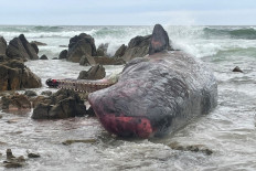 This handout photo taken on September 20, 2022 and received on September 21 from the Department of Natural Resources and Environment Tasmania shows the carcass of one of 14 sperm whales beached on King Island, off Tasmania's north coast. Australian wildlife investigators were on September 21 trying to piece together why more than a dozen young male sperm whales died in a mass stranding on a remote beach in the state of Tasmania.

