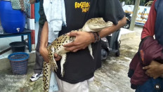 Secret weapon: A student brawler is pictured with his small crocodile that he brought to a brawl on Sept. 18 in Duren Sawit, East Jakarta. (Instagram/Warung Jurnalis)