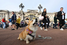 Beloved furry friend: A corgi dog sits outside Buckingham Palace in London on Sept. 11, three days after Her Majesty's death. 