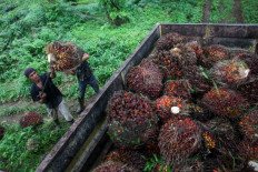 Fruit of labor: Workers load oil palm bunches onto a truck at the Namorambe plantation in Deli Serdang, North Sumatra, on May 12. 