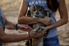 Patricia Orejas, from the Brinzal Recovery Centre for nocturnal birds of prey, and Maria Jose Luis, from Zoo Aquarium Madrid, prepare to release into the wild a Eurasian eagle-owl who was born at the Zoo Aquarium in Madrid last February, in Villamantilla, west of Madrid, Spain, October 4, 2022. 