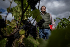 English winemakers toast summer heatwaves