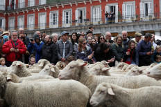 Sheep take over Madrid's streets as they head for winter pastures 
