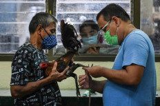 Feathers fly as Philippine cockfighting shakes off COVID-19 closures
