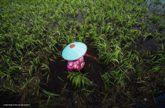 A farmer has to harvest his rice prematurely due to flooding in Muhuran village, East Kalimantan, in this photo, which is to be exhibited.