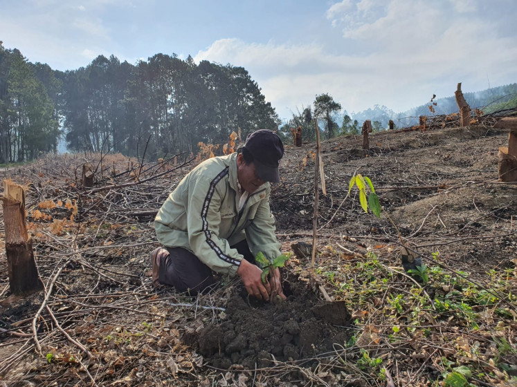 Planting trees: A villager of the Sihaporas indigenous community in North Sumatra plants a tree on their customary land in August 2024 to help regrow the rainforest. (Courtesy of AMAN Tano Batak)  