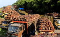 Oil palm smallholder farmers and EU deforestation regulation
