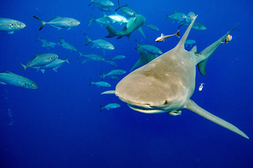 Good News: New device to protect sharks from fishing hooks - Reader's Digest