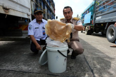 Export commodity: A quarantine officer at the Entikong border post in the West Kalimantan regency of Sambas displays jellyfish to be exported to Malaysia on Oct. 19, 2022. The quarantine authorities facilitated exportation of jellyfish worth Rp 5.9 billion (US$380,000) to help the local economy grow.