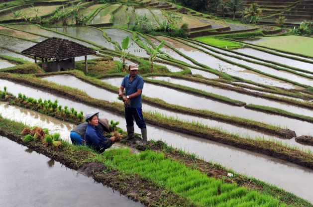 Balinese farmers prepare rice seedlings for planting on Jan. 1, 2014, at a rice terrace in Jatiluwih village in Tabanan regency, Bali. The local farmers have for generations used a complex irrigation system called subak. 