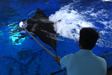 Research finds one place in Indonesia where reef manta rays are thriving