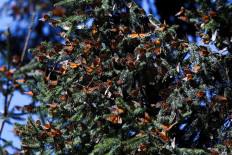 In Mexico, endangered monarch butterflies inspire hopes of a comeback