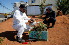 Amateur beekeeper Angel Nieto, known as “the Bee Rescuer“, applies smoke to bees after removing them from a tree on a private property as he prepares to take them in an apiary to his home in Vina del Mar, Chile December 3, 2022.