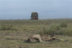 Kenya drought leaves wildlife gasping for breath