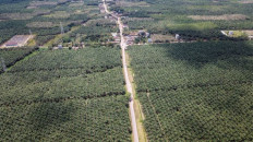 Palm oil dilemma: Why soil health must lead Indonesia’s ambition