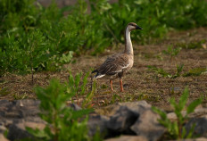 This photo taken on November 6, 2022, shows a migratory bird at the dried-up freshwater Poyang Lake in Juijiang, China's central Jiangxi province. Spooked by a historic drought, local authorities in China have renewed controversial plans to dam the country's biggest freshwater lake, which is slowly recovering after shrinking to less than a third of its usual size. But environmentalists warn damming Poyang Lake, a winter stopover for over half a million birds, would threaten the fragile ecosystem and the endangered creatures it supports.

