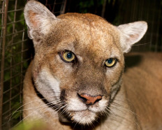 Beloved 'Hollywood Cat' mountain lion euthanized in Los Angeles 