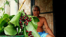 A Semai butterfly rancher at Cameron Highlands, Pahang, Malaysia. Many Semai communities turned to selling butterflies to collectors and butterfly farms to earn a living.
