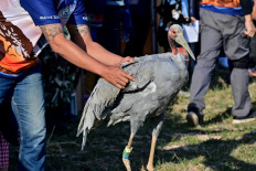 This photo taken on December 25, 2022 shows an Eastern Sarus crane that was captively-bred at Nakhon Ratchasima Zoo being encouraged to fly away after being released at Huai Chorakhe Mak reservoir in the eastern Thai province of Buriram.