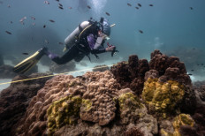 This photo taken on December 22, 2022 shows Lalita 'Nan' Putchim, marine biologist and specialist in coral biology, taking a photo of an outbreak of yellow-band disease on coral formations off the coast of Samae San island in the coastal Thai province of Chonburi.