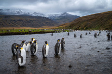 They survived the hunters: now king penguins face climate change