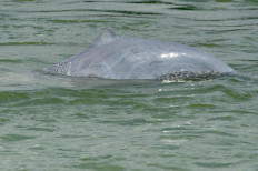 This file photo taken on December 6, 2012 shows a dolphin in the Mekong river in Kratie province, northeast of the capital Phnom Penh.