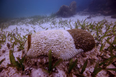 Coral bleaching causing 'unnecessary' fish fights 