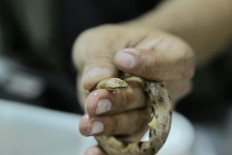 New dwarf boa found in Ecuadoran Amazon 