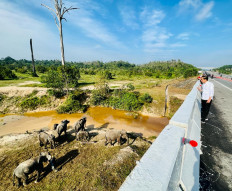 President Joko “Jokowi” Widodo looks over a wildlife crossing at the Pekanbaru-Dumai toll road on Jan. 5. There are six wildlife crossings along the 131-kilometer-long toll road to help wildlife such as Sumatran elephants roam safely in their habitat.