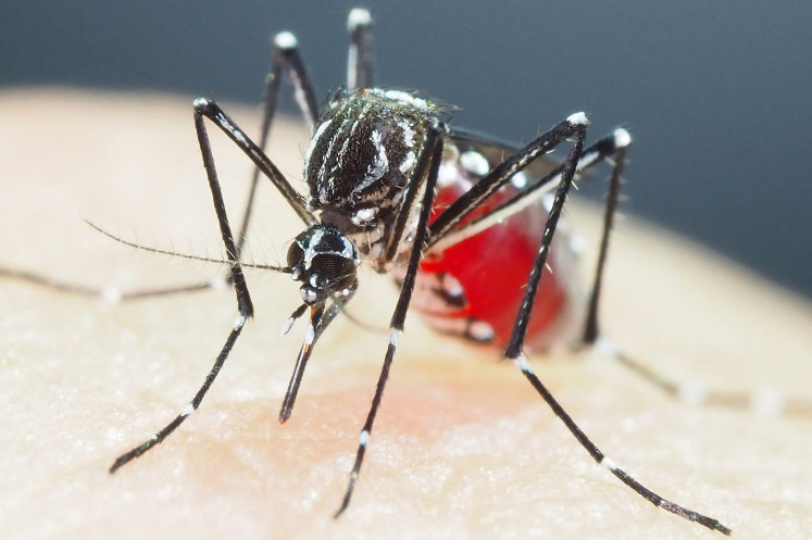 Aedes aegypti mosquito is seen at the Department of Medical Entomology at the National Institute of Infectious Diseases in Tokyo on July 14, 2018. Mosquitoes that transmit dengue and other viruses have evolved growing resistance to insecticides in parts of Asia, and novel ways to control them are desperately needed, new research warns.