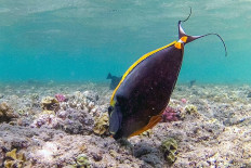 Government looks for untapped potential in blue economy