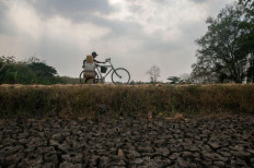 A resident pushes his bicycle carrying containers filled with potable water along a dried-up rice field in Lamongan, East Java, on Oct. 30, 2014. Droughts are a common challenge for farmers in Indonesia.