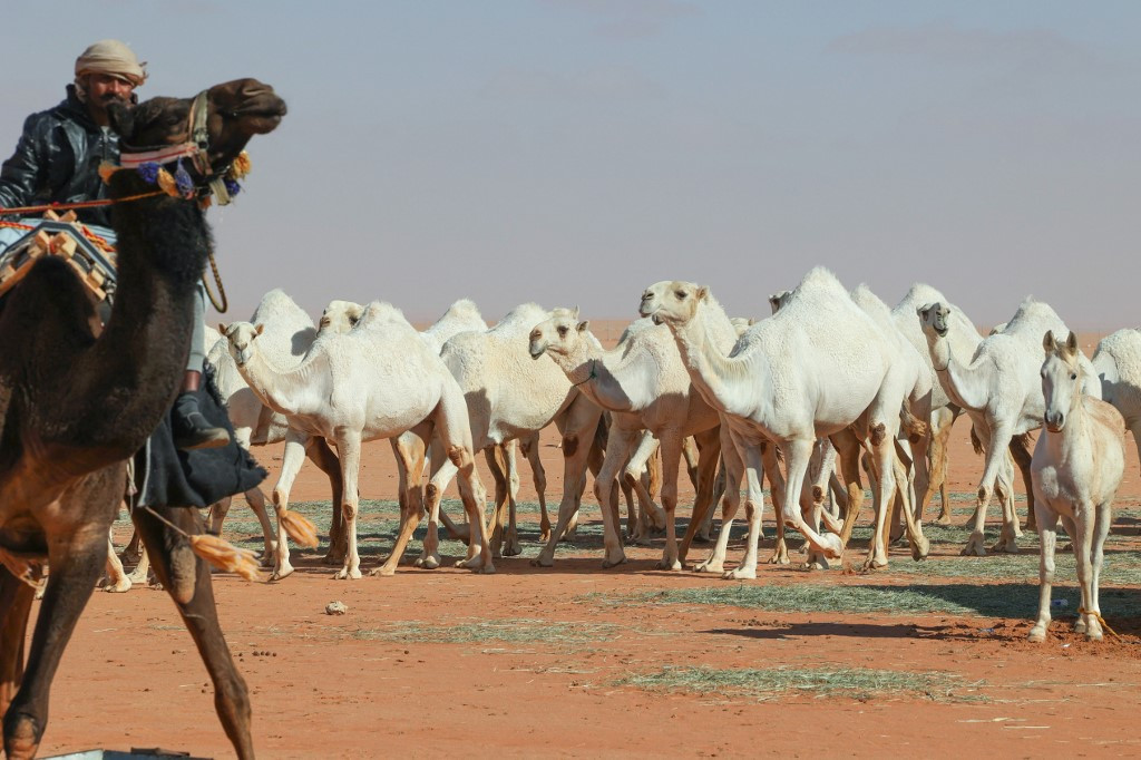 Saudi camel-whisperers use ‘special language’ to train herd – People