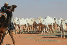 A Saudi camel herder leads his animals during the annual King Abdulaziz Camel Festival in Rumah desert, northeast of the Saudi capital Riyadh, on January 10, 2023.