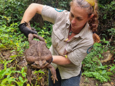 This handout from the Queensland Department of Environment and Science taken on January 12, 2023 and received on January 20 shows a park ranger holding a cane toad weighing 2.7 kilograms discovered in Conway National Park in Australia's state of Queensland. Australian rangers have euthanised a “monster“ cane toad discovered in the wilds of a coastal park -- a warty brown specimen as long as a human arm and weighing 2.7 kilograms (6 pounds).

