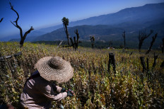 Myanmar is now world's largest source of opium