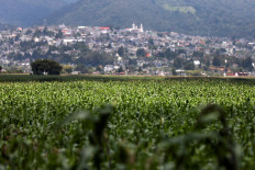 Corn plants are pictured on a field at La Constitucion Totoltepec neighbourhood, in Toluca, Mexico, on Aug. 3, 2022.