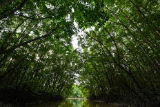 Water reflects the sunlight in a mangrove forest in Balikpapan, East Kalimantan, on Aug. 13, 2022. 