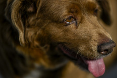 World's oldest dog Bobi, 30, is also one of the luckiest
